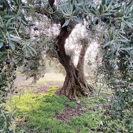 Encinar De Aguas Blancas Lantställe *